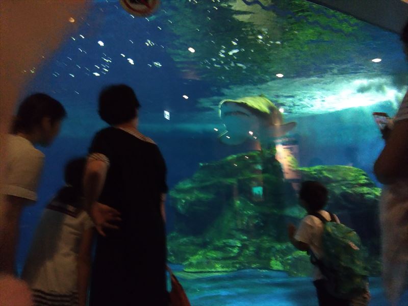 品川区 しながわ水族館とアクアパークの混雑や料金などの違いを比較 東京の小学生とおでかけ Odekake Tokyo Play With Kids In Tokyo