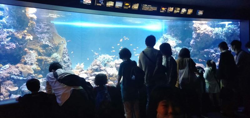 豊島区 サンシャイン水族館のクラゲ 割引 クーポン 混雑を解説 東京の小学生とおでかけ Odekake Tokyo Play With Kids In Tokyo